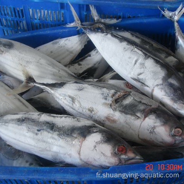 Thon de poisson congelé avec taille 200-300g 300-500G